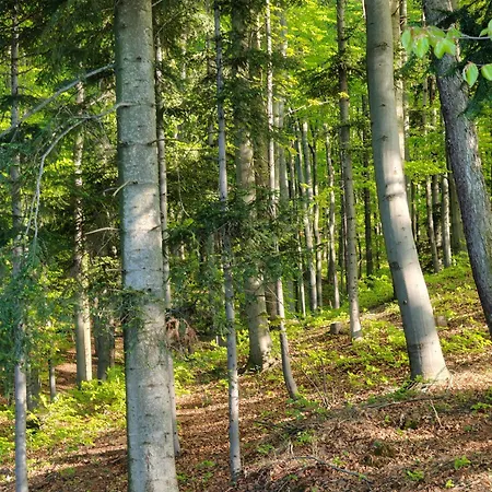 Michalowka - W Gorach Przy Lesie - Energylandia Prázdninový dům